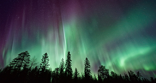 The Aurora Borealis lights up the night sky against a foreground of spruce tree silohuettes