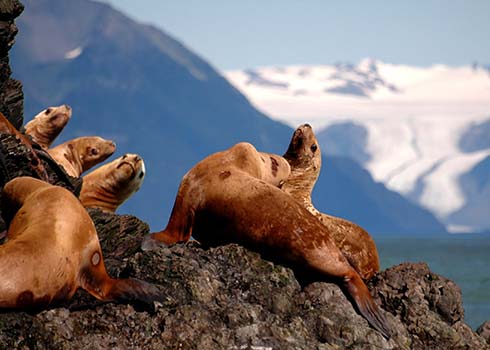 Harbor seals crowd the rocks on the shore line of Resurrection Bay, Seward Alaska