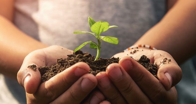 Similar to a plant sprouting from the earth, lifeline phone services and low income phone plans offer new opportunities